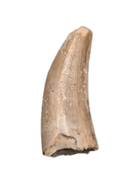 Theropod Tooth from the Mid Jurassic, Madagascar