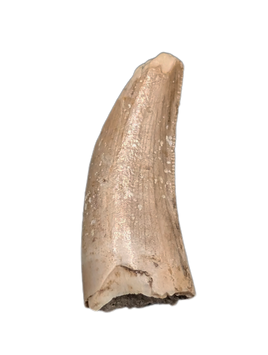 Theropod Tooth from the Mid Jurassic, Madagascar