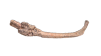 Aetosaur? Rib, Chinle Formation