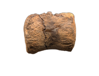 Pachycephalosaurus Vertebrae