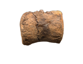 Pachycephalosaurus Vertebrae