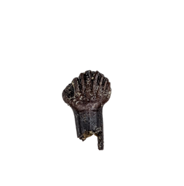 Rooted Thescelosaurus Tooth from the Hell Creek Formation
