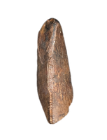 Tyrannosaur (Teratophoneus?) Tooth from the Upper Aguja Formation.