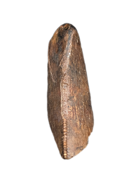 Tyrannosaur (Teratophoneus?) Tooth from the Upper Aguja Formation.