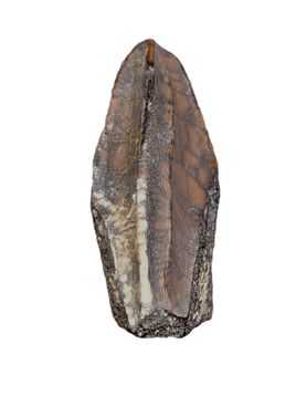 Parasaurolophus Tooth, Judith River Formation