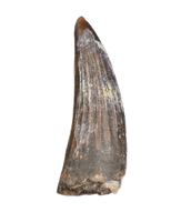 Suchomimus Tooth with Some Visible Serrations