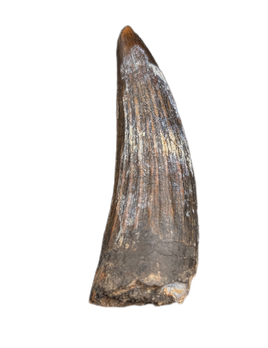 Suchomimus Tooth with Some Visible Serrations