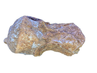 Spinosaurus Cervical (Neck) Vertebrae