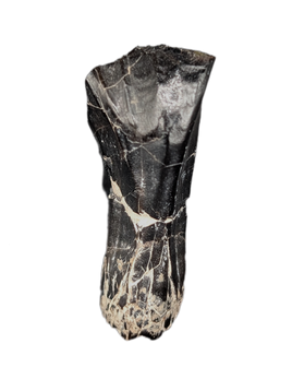 Rooted Iguanodont Tooth, England