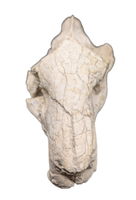 Oreodont skull, Mammal Fossil