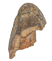 Hadrosaur Tooth, Judith River Formation
