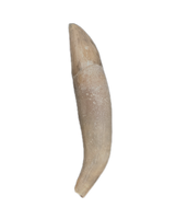 Dolphin Tooth, 15 to 4.5 Million Years Old