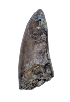 Allosaurus Pre Max Tooth,  Morrison Formation
