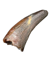 Raptor (Dromaeosaur) Itemirus? Tooth, Bissekty Formation, Uzbekistan