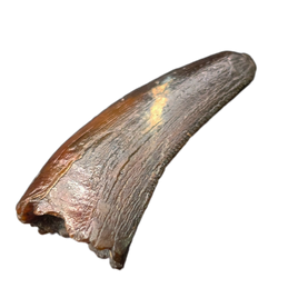 Raptor (Dromaeosaur) Itemirus? Tooth, Bissekty Formation, Uzbekistan