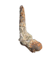 Diplodocid (Sauropod) Tooth, El Mers Formation