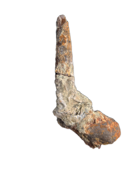 Diplodocid (Sauropod) Tooth, El Mers Formation