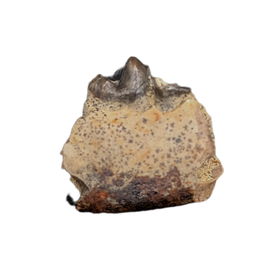 Mammal Jaw Section, Hell Creek Formation