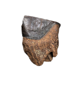 Triceratops Tooth