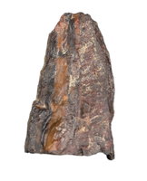 Allosaurus Tooth,  Morrison Formation