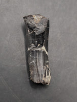 Rooted Iguanodont Tooth, England