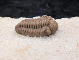 Kainops Trilobite, Oklahoma