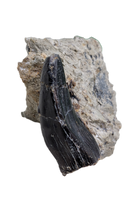 Brachiosaurid Tooth, El Mers Formation