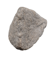 Maiasaura Calcaneus (ankle bone), Two Medicine Formation