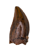 Noasaurid Pre Maxilla Tooth, Kem Kem