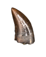Nanotyrannus Tooth