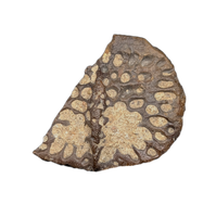 Crocodile Armor Scute, Bissekty Formation, Uzbekistan.