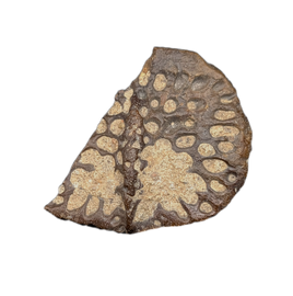 Crocodile Armor Scute, Bissekty Formation, Uzbekistan.