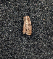 Mammal Tooth, Aguja Formation, Texas