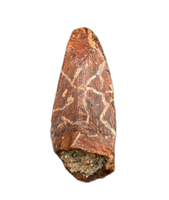 Timurlengia Pre Max Tooth, Bissekty Formation, Uzbekistan