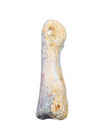 Spinosaurus Toe