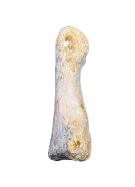 Spinosaurus Toe