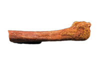 Spinosaurus Metatarsal