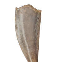 Herrerasaurid Tooth, Chinle Formation