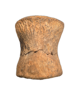 Pachycephalosaurus Vertebrae