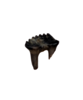 Multituberculate Mammal Tooth, Hell Creek Formation