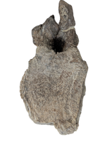 Allosaurus Vertebra, Morrison Formation
