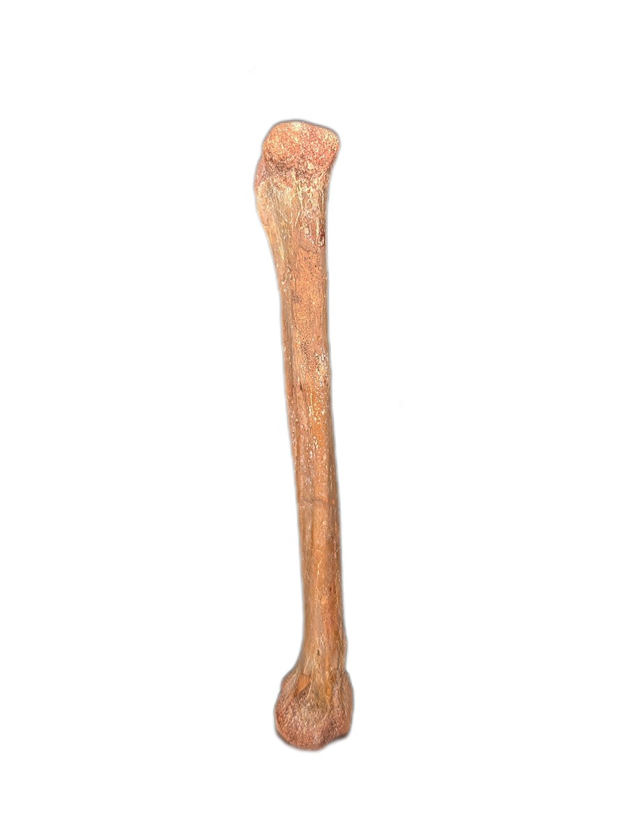 Pterosaur Wing Bone (Ulna?), Kem Kem| The Daily Rex