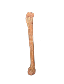 Pterosaur Wing Bone (Ulna?), Kem Kem