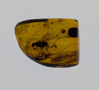 Amber with insects from Burma. Middle Cretaceous, 99 Million Years Old