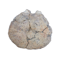 Edmontosaurus Tail Vertebra