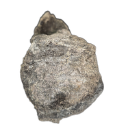Apatosaurus Tail Vertebra, Morrison Formation