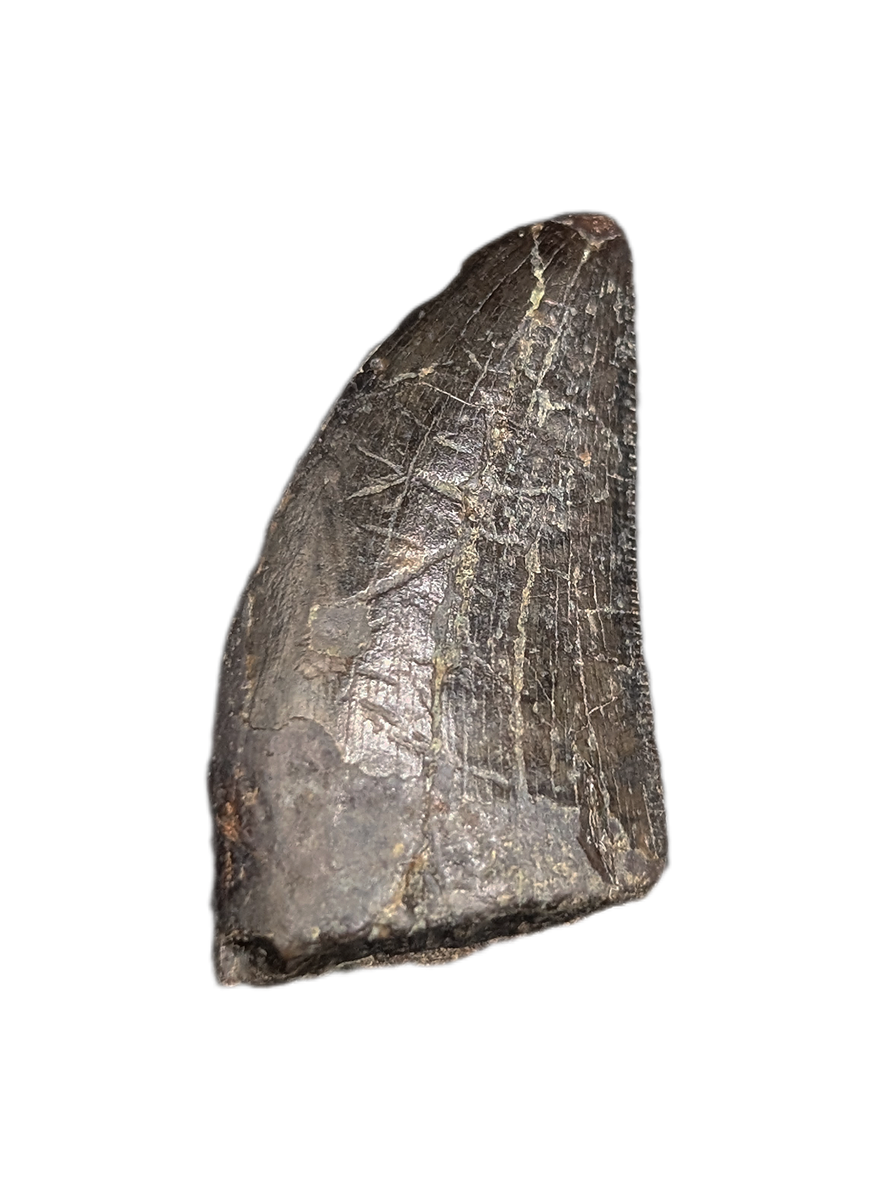 Tyrannosaur Tooth, Two Medicine Formation.| The Daily Rex