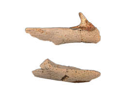 Trionyx (Turtle) Upper and Lower Jaw, Hell Creek Formation