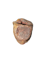 Allosaurus Tail Vertebra, Morrison Formation