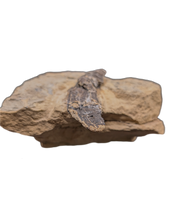 Rooted Allosaurus Tooth from the Morrison Formation